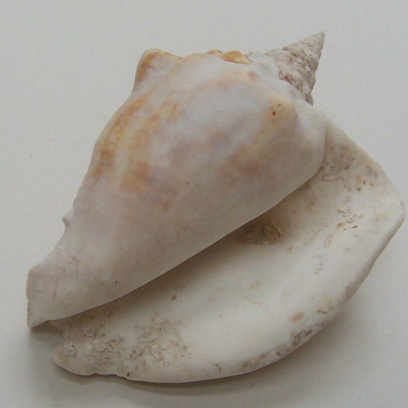 Large Conch Shells - Picture 5 of 5